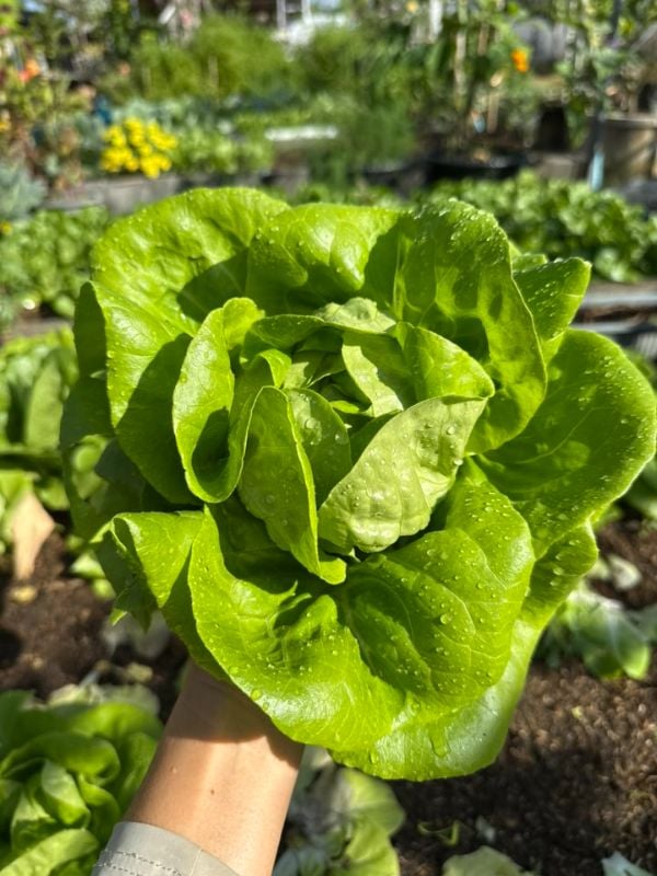 Xà Lách Butterhead - Butter Crunch [ JUIJIA - Thái Lan ]