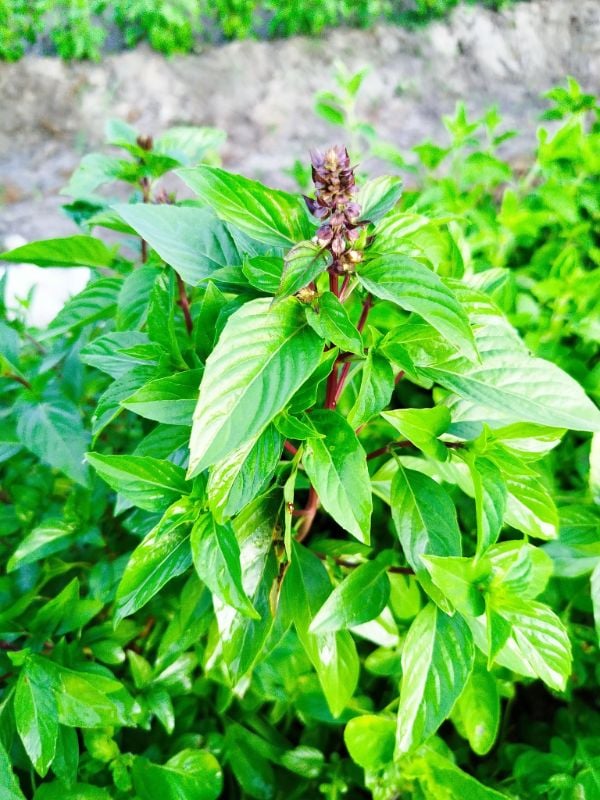 Húng Quế Lá To [ E-W Seeds - Thái Lan ]