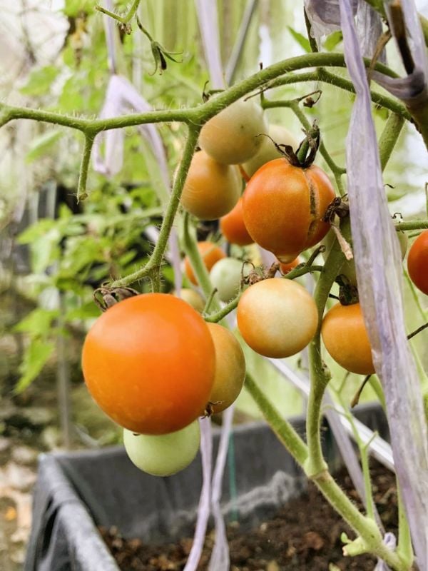 Cà Chua Bi [ E-W Seeds - Thái Lan ]