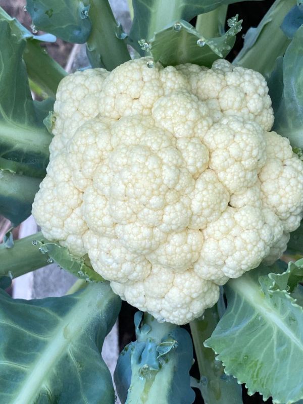 Súp Lơ Trắng [ JUIJIA - Thái Lan ]