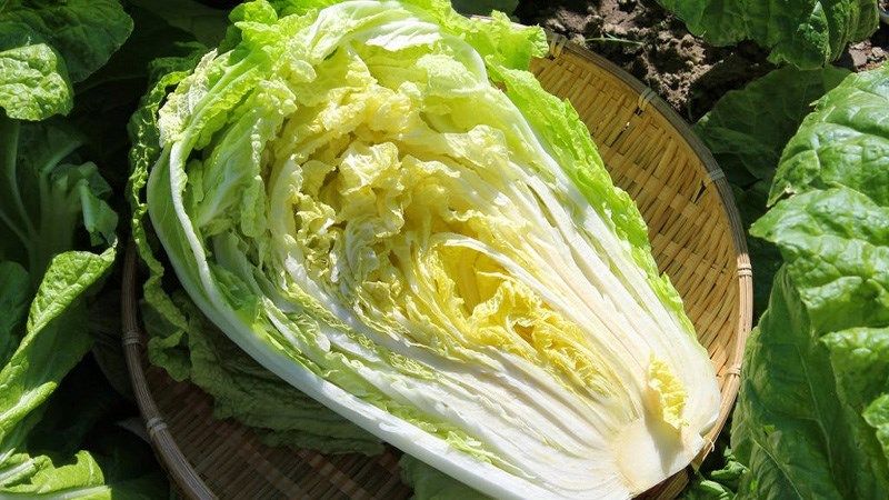 Cải Thảo Lực Sĩ [ JUIJIA - Thái Lan ]