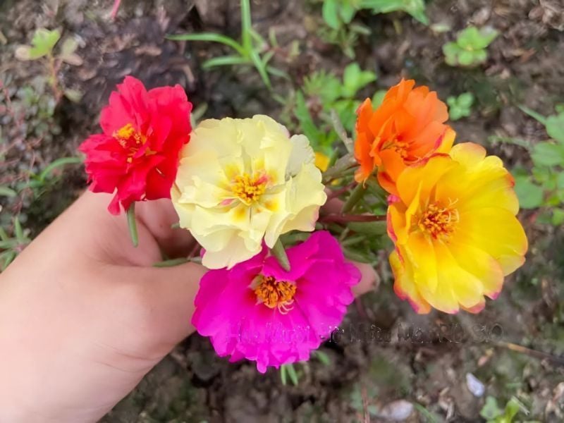 Hoa Mười Giờ Cánh Kép Nhiều Màu