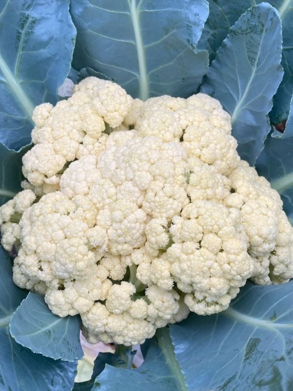 Súp Lơ Trắng [ JUIJIA - Thái Lan ]