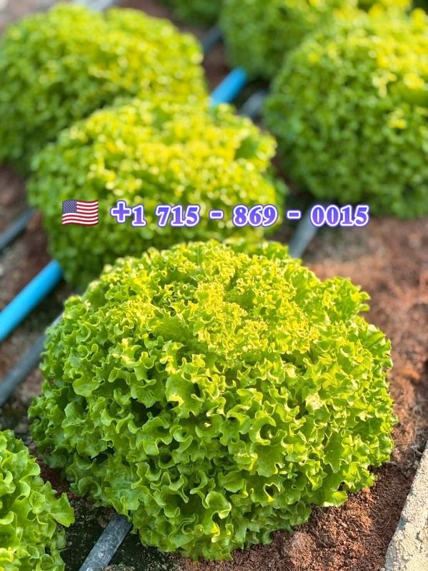 Xà Lách Xoăn - Forest [ JUIJIA - Thái Lan ]