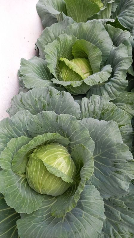 Bắp Cải - Meili [ JUIJIA - Thái Lan ]