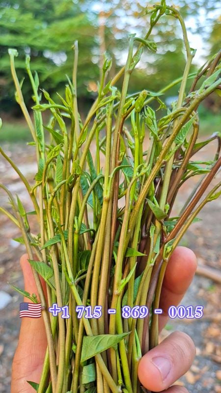 Rau Muống Thái Siêu Ngọn Cọng Đỏ