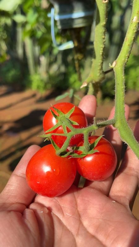 Cà Chua Bi Lai F1 390 [ E-W Seeds - Thái Lan ]