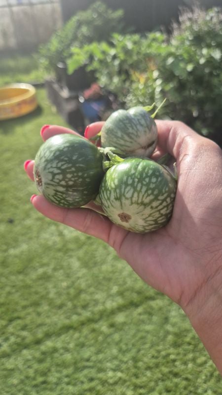 Cà Da Ếch Xanh Đậm [ E-W Seeds - Thái Lan ]