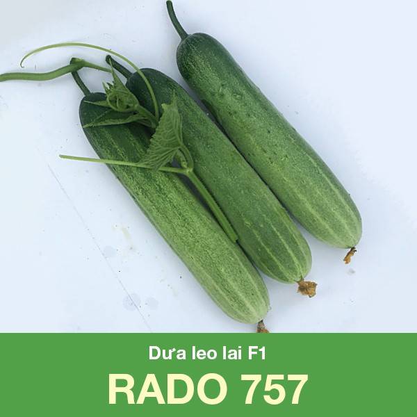 Dưa leo lai F1 Rado 757 [ Trái Dài ]