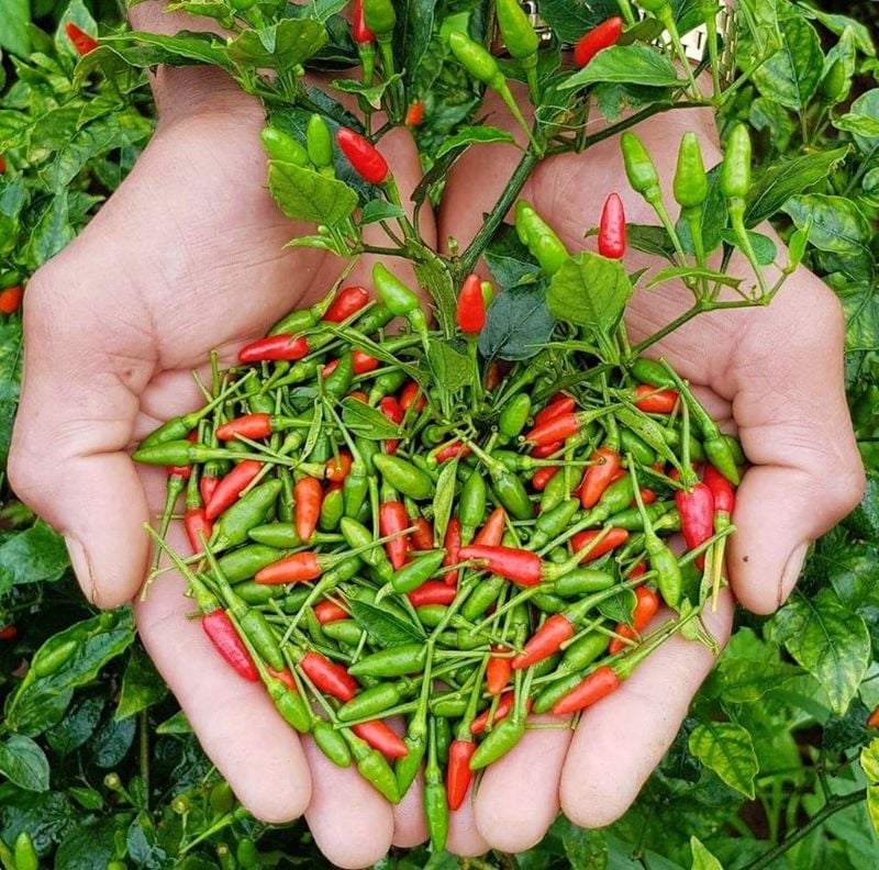 Ớt Hiểm [ Home Garden - Thái Lan ]