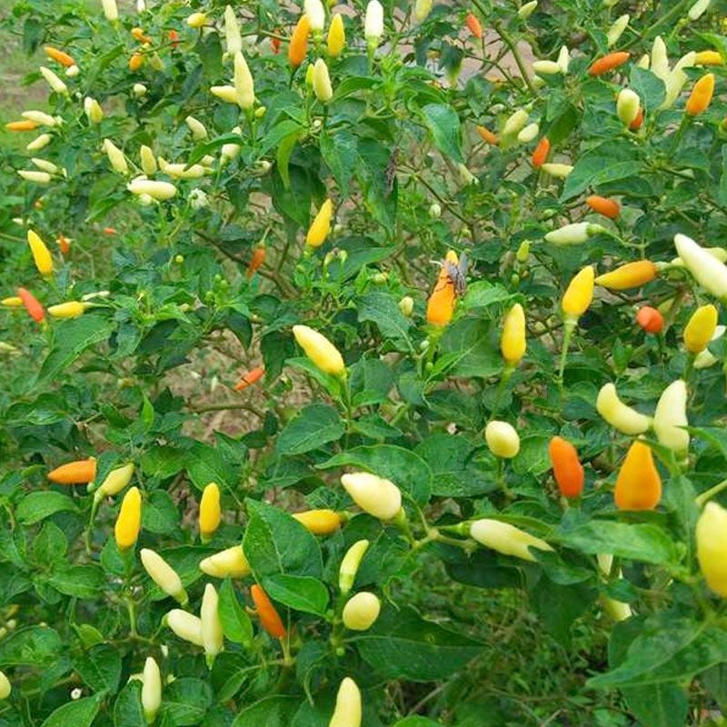 Ớt Xiêm Trắng Thái Lan