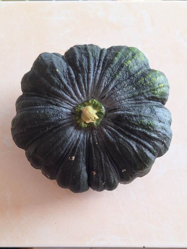 Bí Đỏ Trơn Đen [ E-W Seeds - Thái Lan ]