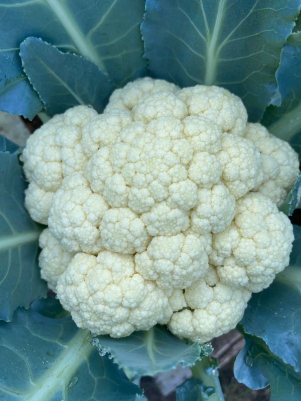 Súp Lơ Trắng [ JUIJIA - Thái Lan ]