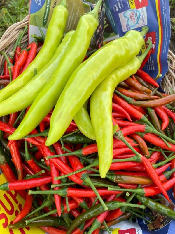 Ớt Sừng Vàng [ Home Garden - Thái Lan ]