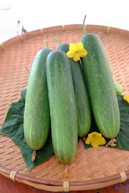 Dưa Leo Thái Lan F1 [ JUIJIA ]