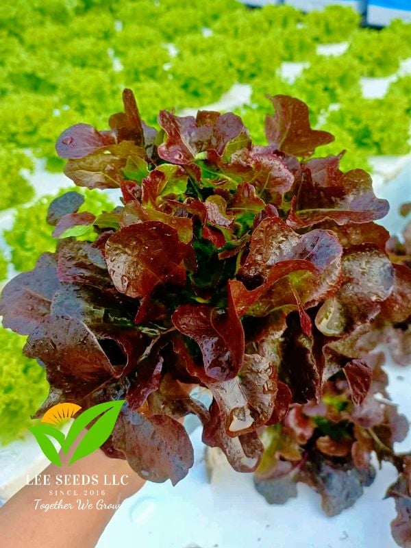 Xà Lách Sồi Đỏ - Oakleaf Red [ JUIJIA - Thái Lan ]