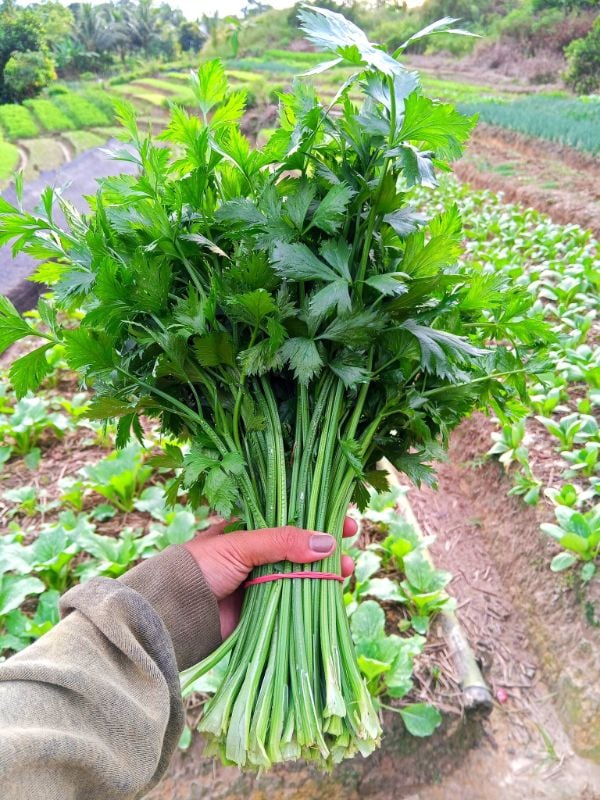 Cần Tây [ JUIJIA - Thái Lan ]