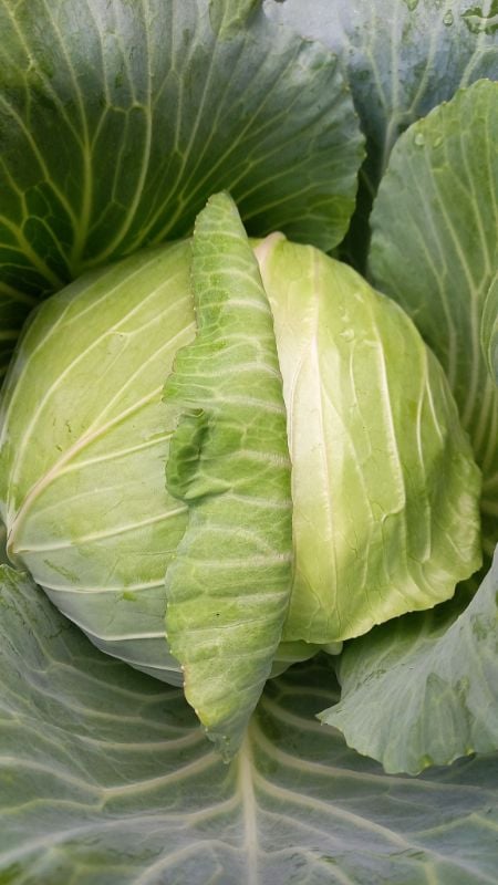 Bắp Cải - Meili [ JUIJIA - Thái Lan ]