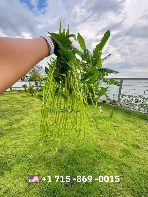 Rau Muống Thái Siêu Ngọn