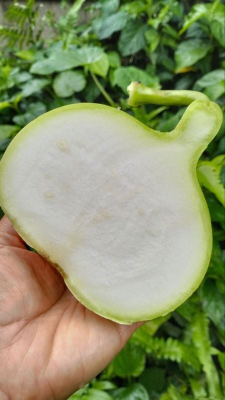 Bầu Trái Tròn [ E-W Seeds - Thái Lan ]