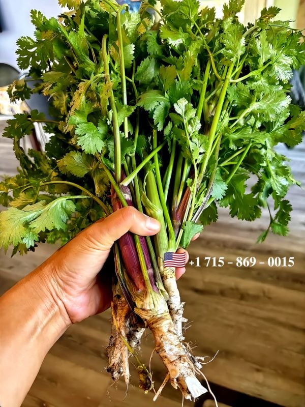 Ngò Thân Tía ( Tím )