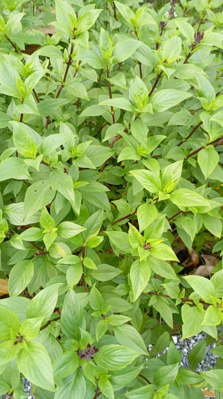 Húng Quế Lá Nhỏ [ E-W Seeds - Thái Lan ]