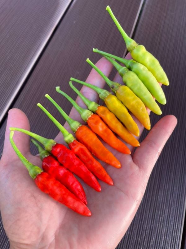 Ớt Karen Mini [ Home Garden - Thái Lan ]