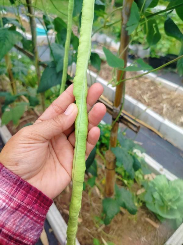 Đậu Đũa Xanh [ GB ]