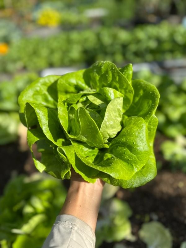 Xà Lách Butterhead - Butter Crunch [ JUIJIA - Thái Lan ]