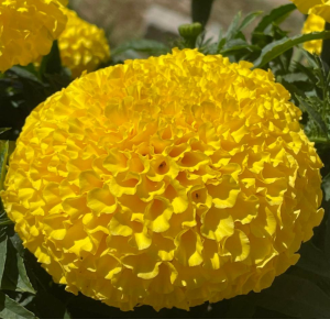 Hoa Vạn Thọ Vàng [ JUIJIA - Thái Lan ]