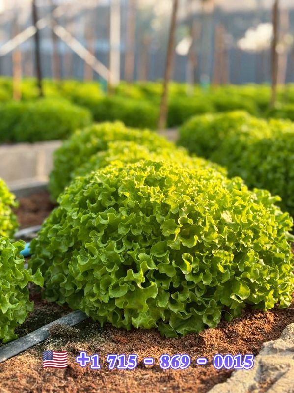 Xà Lách Xoăn - Forest [ JUIJIA - Thái Lan ]