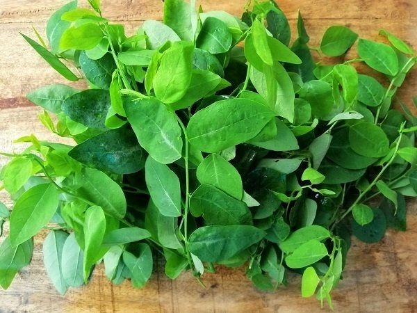 Bồ Ngót [ Lee Garden ]