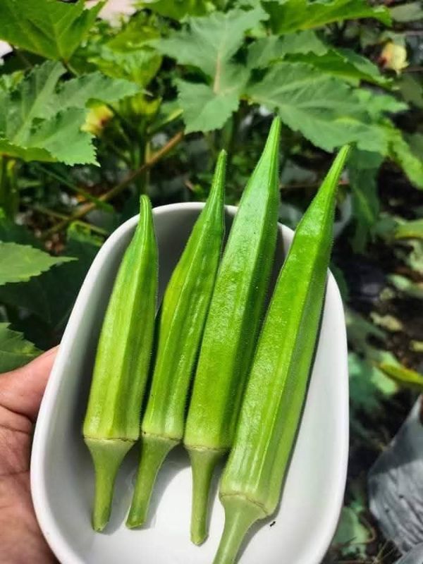 Đậu Bắp Xanh - Green J Okra [ JUIJIA - Thái Lan ]