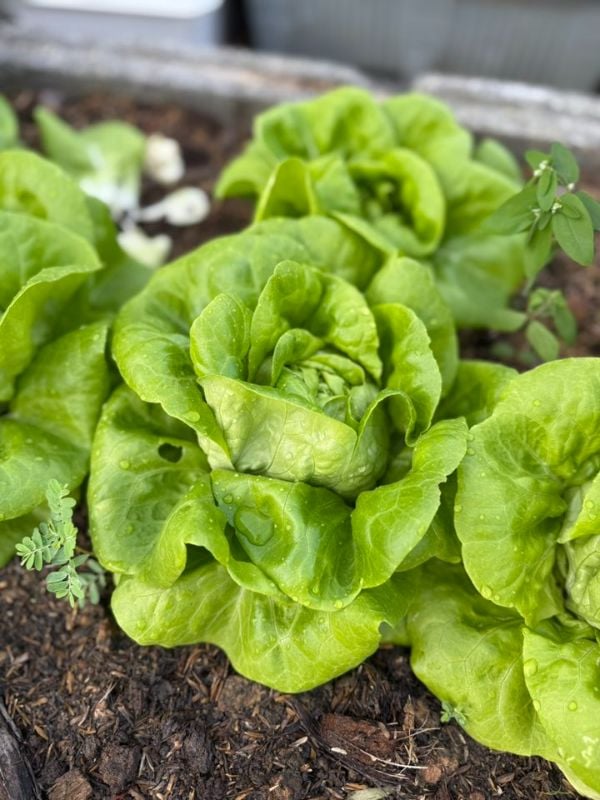 Xà Lách Butterhead - Butter Crunch [ JUIJIA - Thái Lan ]