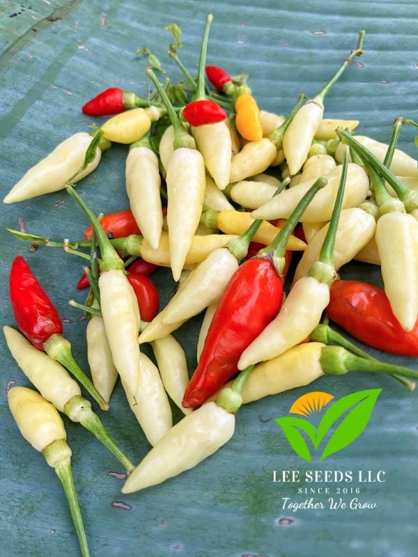 Ớt Xiêm Trắng Siêu Cay [ Home Garden - Thái Lan ]