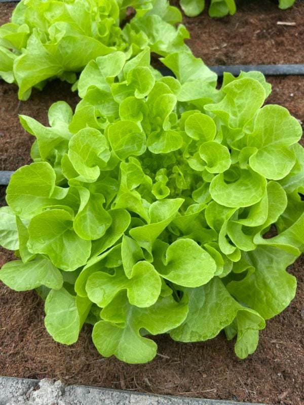 Xà Lách Sồi Xanh - Green Oakleaf [ JUIJIA - Thái Lan ]