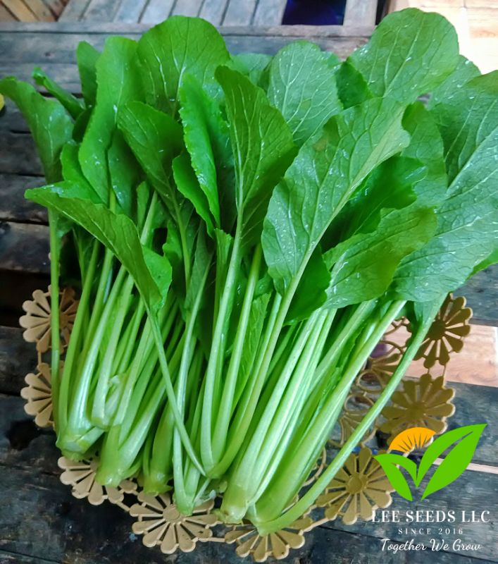 Cải Ngọt - Suphan 12 [ JUIJIA - Thái Lan ]