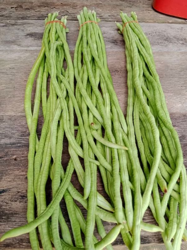 Đậu Đũa Xanh Cao Sản - JJ Shoyu [ JUIJIA - Thái Lan ]