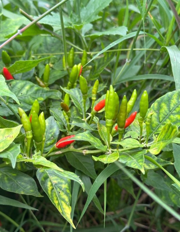 Ớt Xiêm Rừng Thái Lan