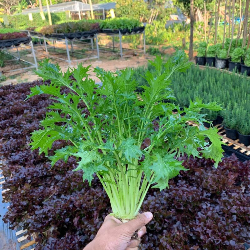 Cải Đuôi Phụng [ E-W Seeds - Thái Lan ]