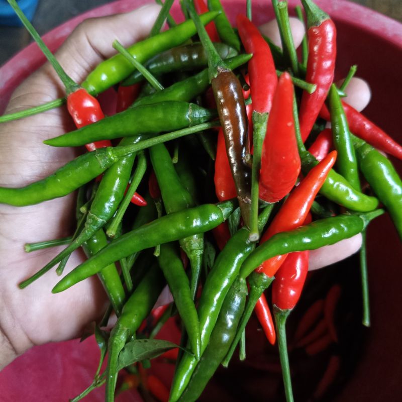 Ớt Duang [ Home Garden - Thái Lan ]