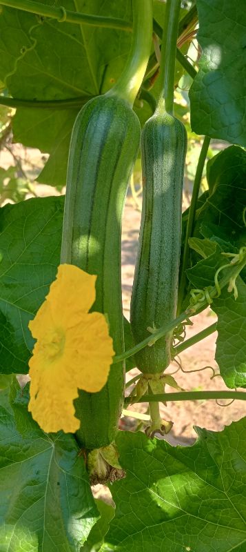 Mướp Hương Chịu Nhiệt [ E-W Seeds - Thái Lan ]