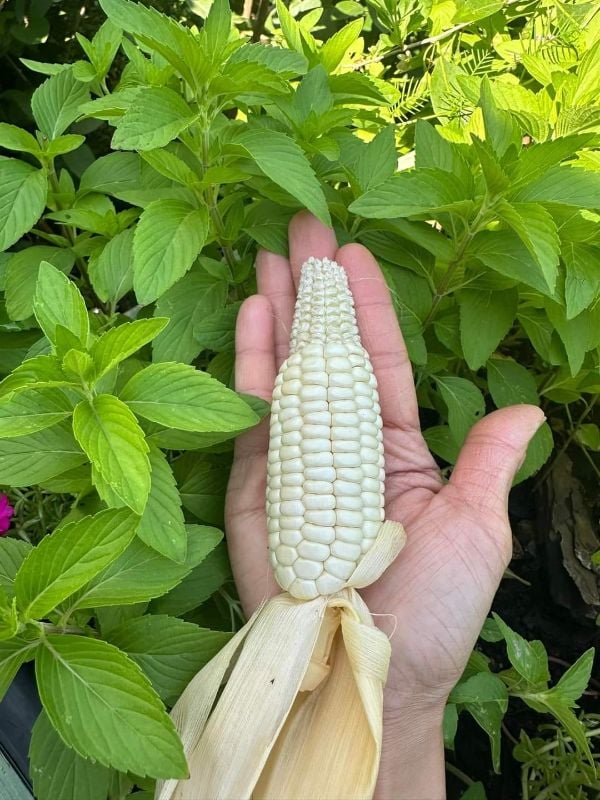 Bắp Nếp Lào Trắng