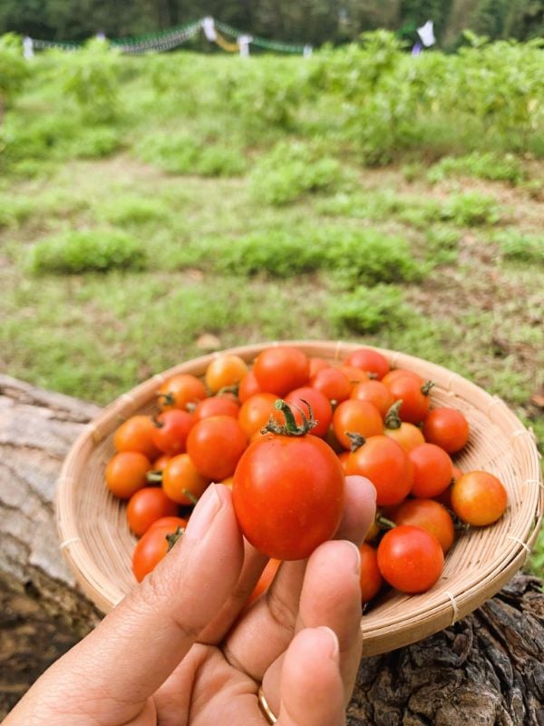 Cà Chua Bi [ E-W Seeds - Thái Lan ]