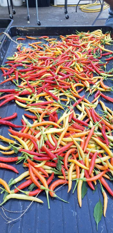 Ớt Japanese White Eagle Claw