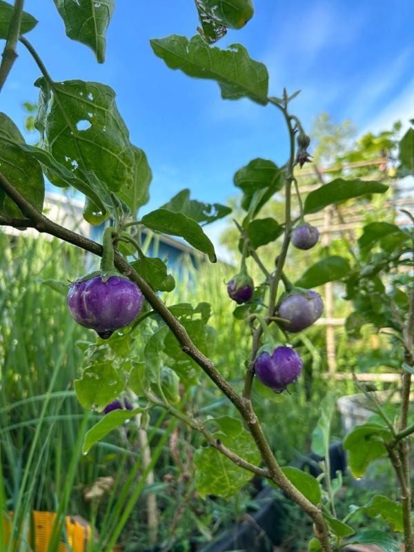 Cà Pháo Tím [ E-W Seeds - Thái Lan ]