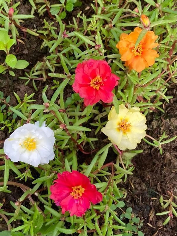 Hoa Mười Giờ Cánh Kép Nhiều Màu