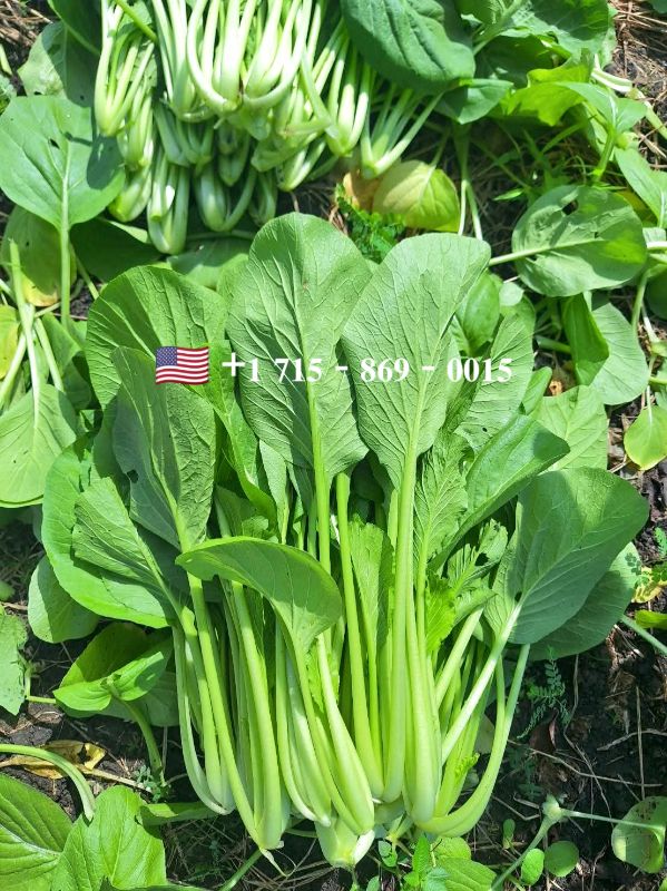 Cải Ngọt Khổng Lồ [ E-W Seeds - Thái Lan ]