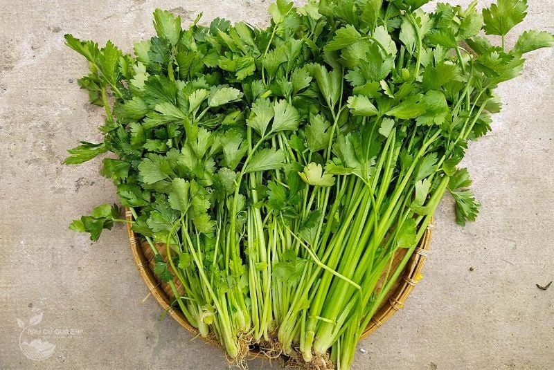 Cần Tây [ E-W Seeds - Thái Lan ]