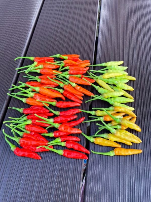 Ớt Karen Mini [ Home Garden - Thái Lan ]